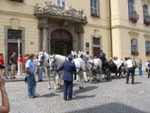 Elegantní spřežení: před brněnskou radnicí (Kliknutí zvětší)