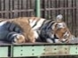 Spící tygr: videosnímek 1.920x1.080, 232kB (Klik zvětší)