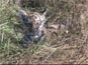 Tygří mládě: videosnímek 1.920x1.080, 429kB (Klik zvětší)